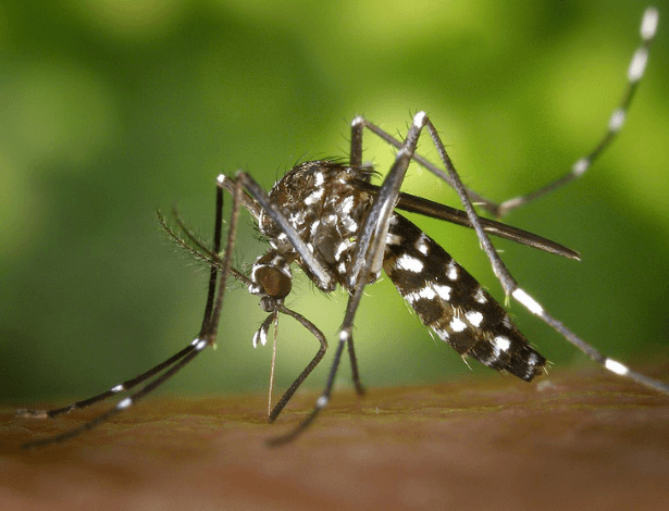 Chikungunya Se Bachne Ke Gharelu Upay