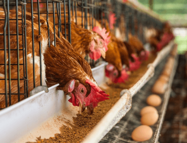 Poultry Farm Kaise Khole